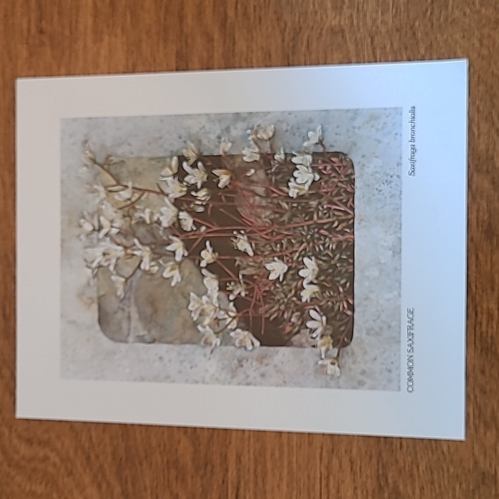 VIVIAN THIERFELDER VINTAGE FLORAL ART PRINTS, Unframed - Picture 13 of 16